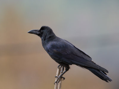 large-billed crow(Corvus macrorhynchos)