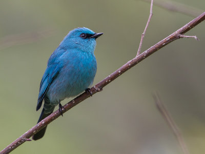 verditer flycatcher(Eumyias thalassinus)