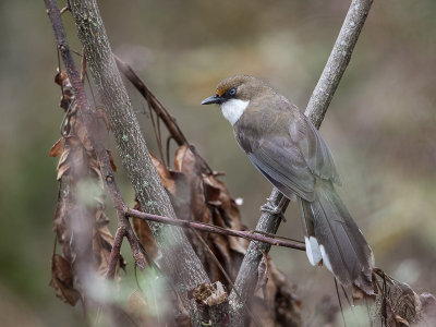 white-throated laughingthrush(Garrulax albogularis)