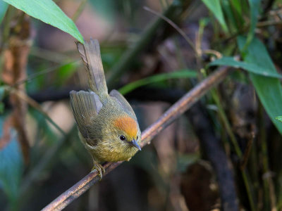 rufous-capped babbler(Stachyris ruficeps)