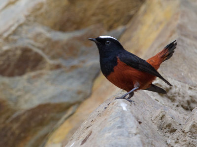 white-capped redstart(Phoenicurus leucocephalus)