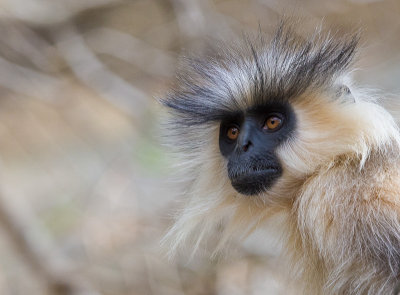 golden langur(Trachypithecus geei)