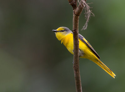 short-billed minivet (f.)(Pericrocotus brevirostris)