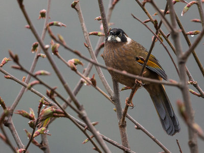 black-faced laughingthrush(Trochalopteron affine)
