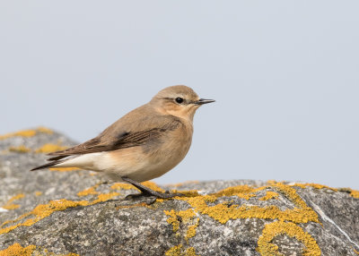 northern wheatear (f.)(Oenanthe oenanthe, NL: tapuit)