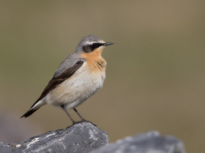 northern wheatear (m.)(Oenanthe oenanthe, NL: tapuit)