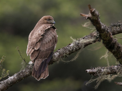 himalayan buzzard(Buteo burmanicus/refectus)