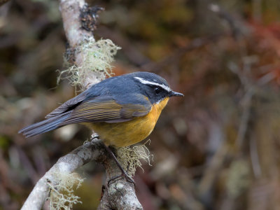 white-browed bush robin(Tarsiger indicus)