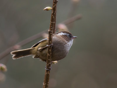 white-browed fulvetta(Alcippe vinipectus)