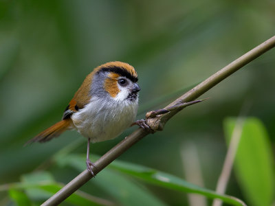 black-throated parrotbill(Paradoxornis nipalensis)