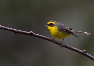 yellow-bellied fantail(Rhipidura hypoxantha)