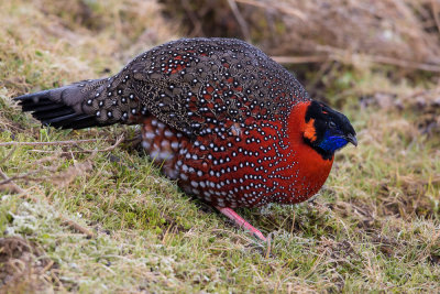 satyr tragopan(Tragopan satyra)