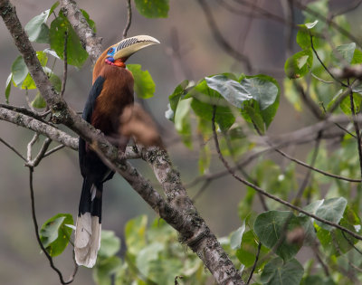 rufous-necked hornbill (m.)<br><i>(Aceros nipalensis)</i>