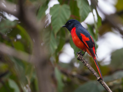 short-billed minivet (m.)(Pericrocotus brevirostris)