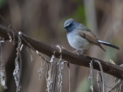 rufous-gorgeted flycatcher(Ficedula strophiata)
