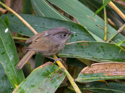 nepal fulvetta(Alcippe nipalensis)