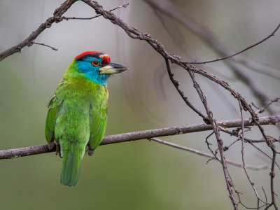 blue-throated barbet(Megalaima asiatica)
