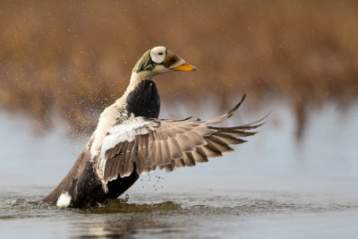 spectacled eider(Somateria fischeri)