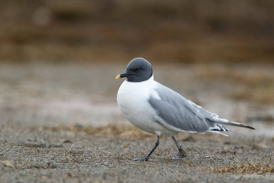 sabine's gull(Xema sabini, NL: vorkstaartmeeuw)