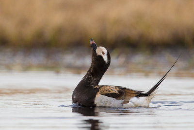 long-tailed duck(Clangula hyemalis; NL: ijseend)