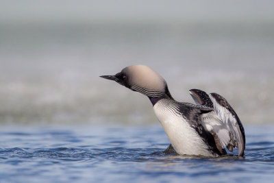 pacific loon(Gavia pacifica)