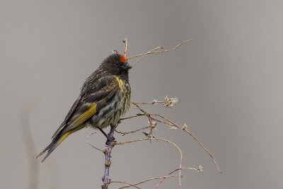 red-fronted serin(Serinus pusillus, NL: roodvoorhoofdkanarie)