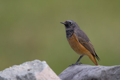 black redstart(Phoenicurus ochruros, NL: zwarte roodstaart)