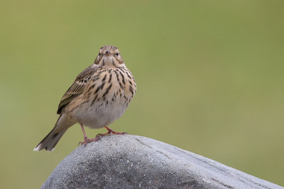 tree pipit(Anthus trivialis, NL: boompieper)