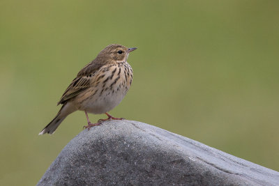 tree pipit(Anthus trivialis, NL: boompieper)