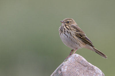 tree pipit(Anthus trivialis, NL: boompieper)