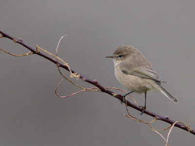 mountain chiffchaff(Phylloscopus sindianus, NL: bergtjiftjaf)