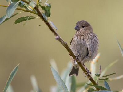 common rosefinch (f.)(Carpodacus erythrinus, NL: roodmus)