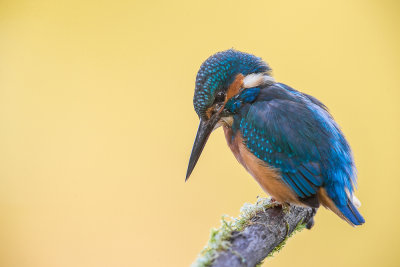 common kingfisher(Alcedo atthis, NL: ijsvogel)
