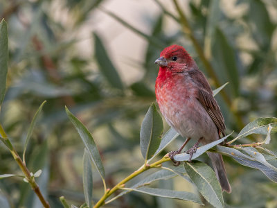 common rosefinch(Carpodacus erythrinus, NL: roodmus)
