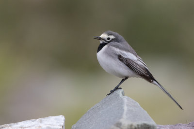 white wagtail(Motacilla alba, NL: witte kwikstaart)