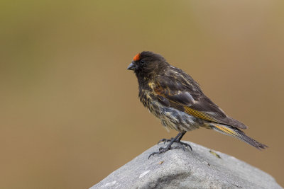 red-fronted serin(Serinus pusillus, NL: roodvoorhoofdkanarie)