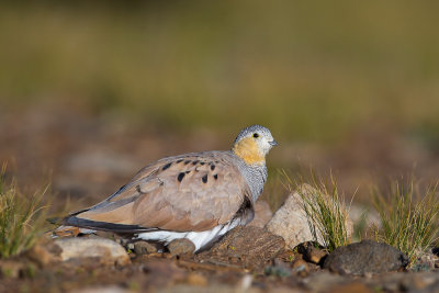 tibetan sandgrouse(Syrrhaptes tibetanus, NL: tibetaans steppehoen)