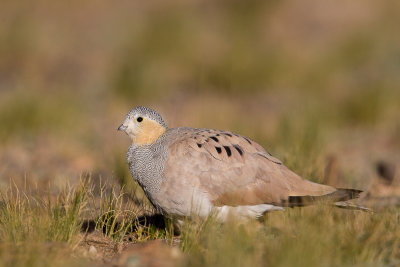 tibetan sandgrouse(Syrrhaptes tibetanus, NL: tibetaans steppehoen)