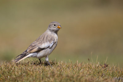 tibetan snowfinch(Montifringilla adamsi, NL: tibetaanse sneeuwvink)
