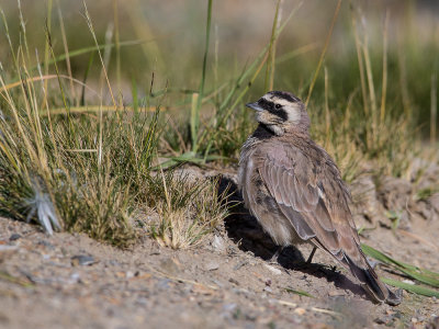 horned lark(Eremophila alpestris, NL: strandleeuwerik)
