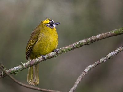 yellow-eared bulbul(Pycnonotus penicillatus)