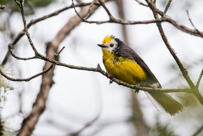 golden-fronted whitestart(Myioborus ornatus)