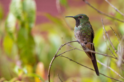 black-tailed trainbearer(Lesbia victoriae)