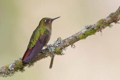 tyrian metaltail(Metallura tyrianthina)