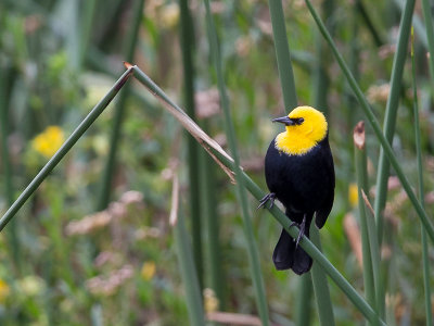 yellow-hooded blackbird<br><i>(Chrysomus icterocephalus )</i>