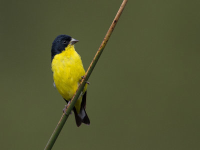 lesser goldfinch(Spinus psaltria)