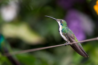black-throated mango (f.)(Anthracothorax nigricollis)