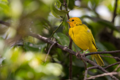 saffron finch(Sicalis flaveola)