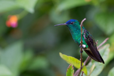 indigo-capped hummingbird(Amazilia cyanifrons)