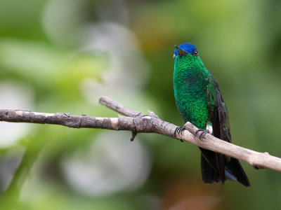 indigo-capped hummingbird(Amazilia cyanifrons)